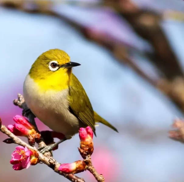 Birdwatching in East Clare